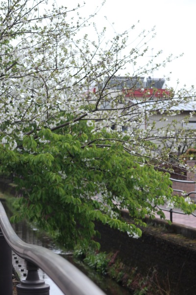 花弁が散った河津桜