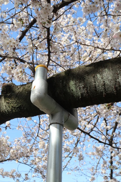 支柱で支えられたソメイヨシノの枝