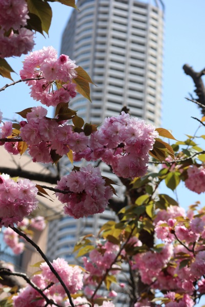 八重桜の花弁