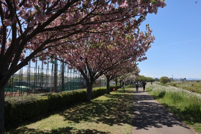 多摩川土手・等々力緑地北側の八重桜