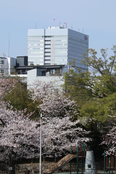 等々力緑地のソメイヨシノと富士通川崎工場本館ビル