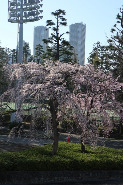 等々力球場から見た枝垂桜