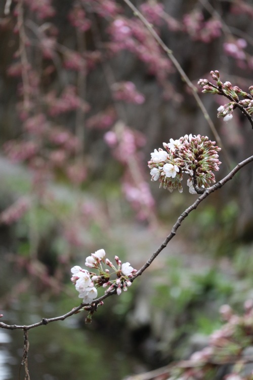 開花したソメイヨシノの花弁