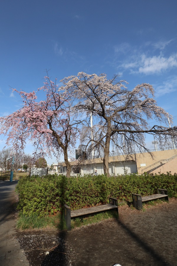 等々力緑地公式野球場前の枝垂桜