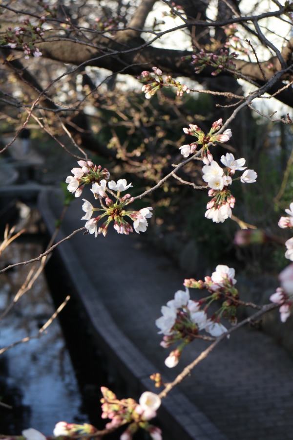 渋川沿いで開花したソメイヨシノ