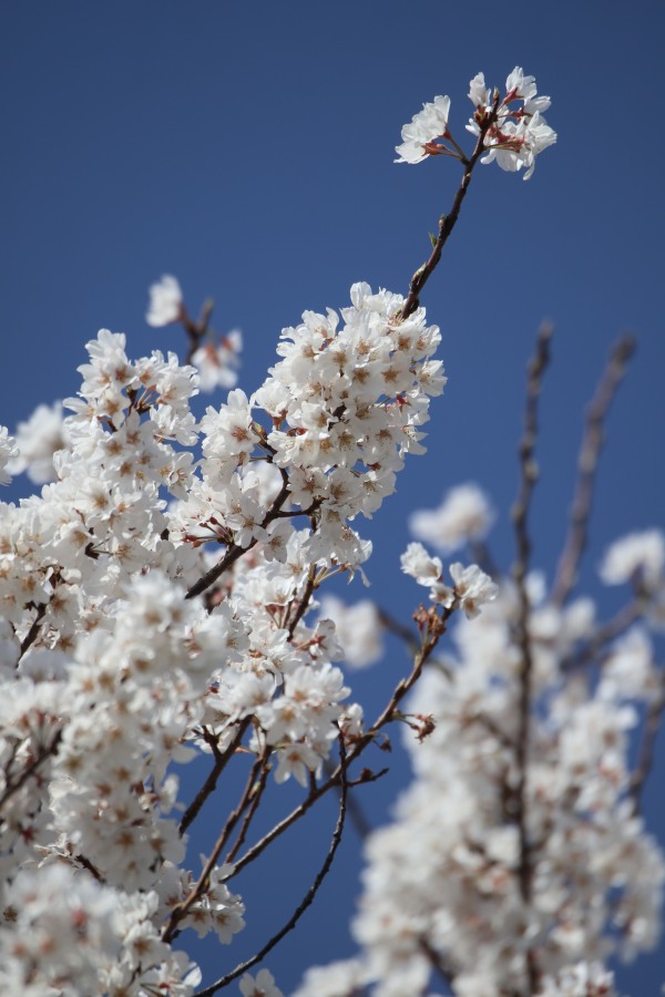 薄墨桜の花弁