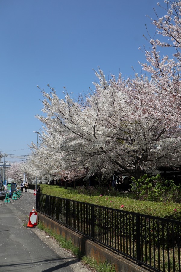 関東労災病院南側の桜