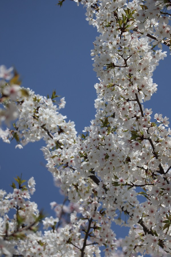 白い花びらの桜