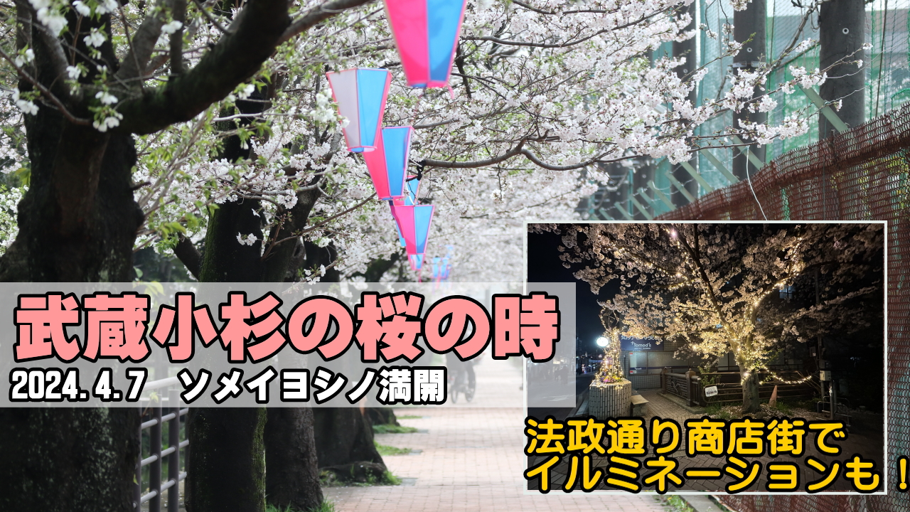 武蔵小杉の桜の時