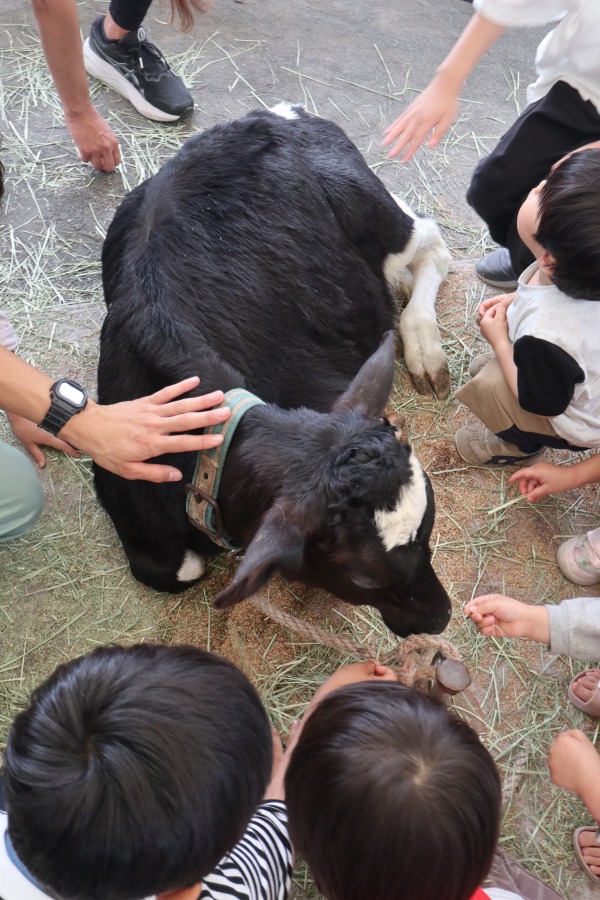 かわいい子牛さん