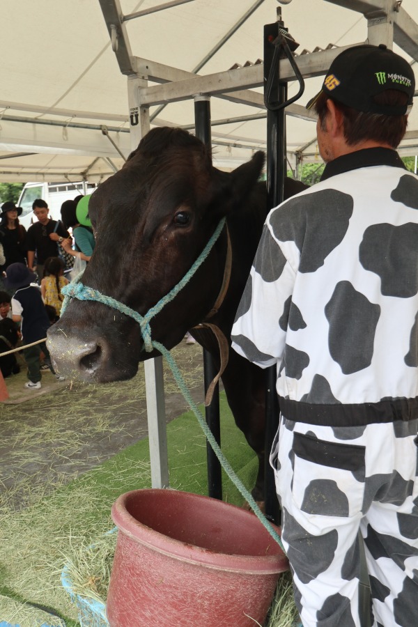 牛の乳しぼり体験