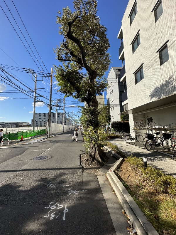 日本医科大学武蔵小杉病院の再開発により伐採の可能性も