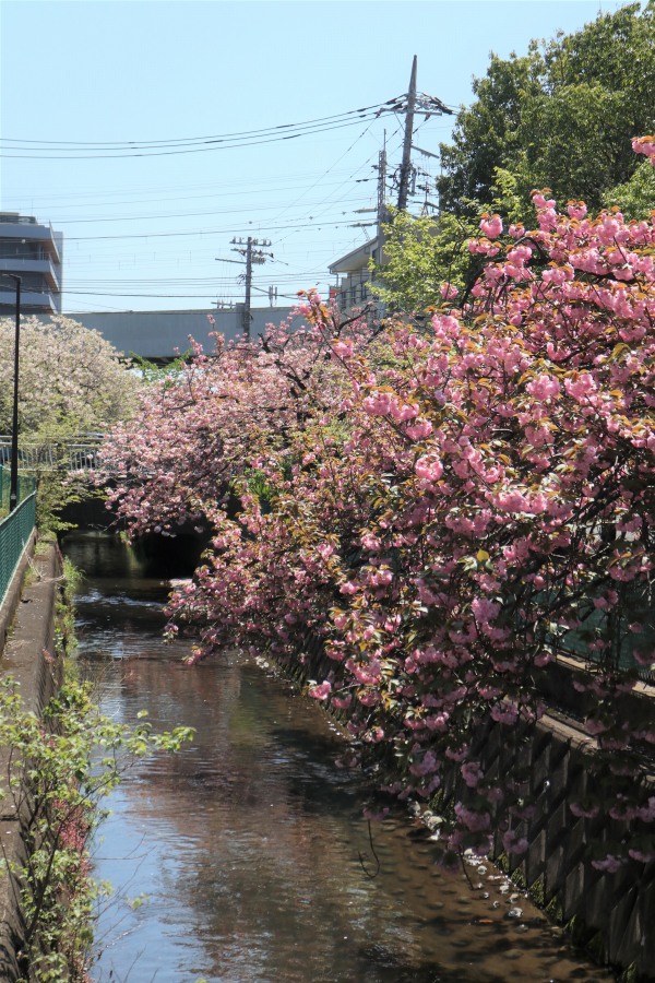 二ヶ領用水沿い・南武沿線道路北側の八重桜
