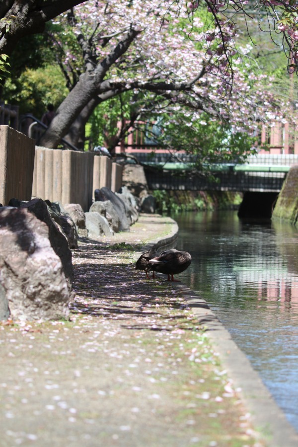 今井神社付近の遊歩道と八重桜